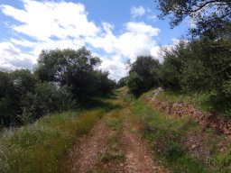 Flora del Cerro Masatrigo
